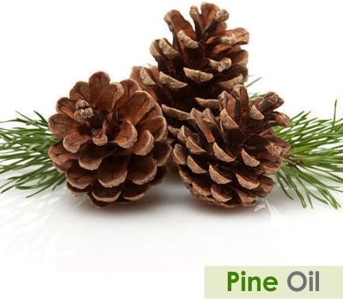 Pine (Pinus Sylvestris) Essential Oil Pure & Natural - Undiluted Uncut Oil - - Therapeutic Grade - 30ml